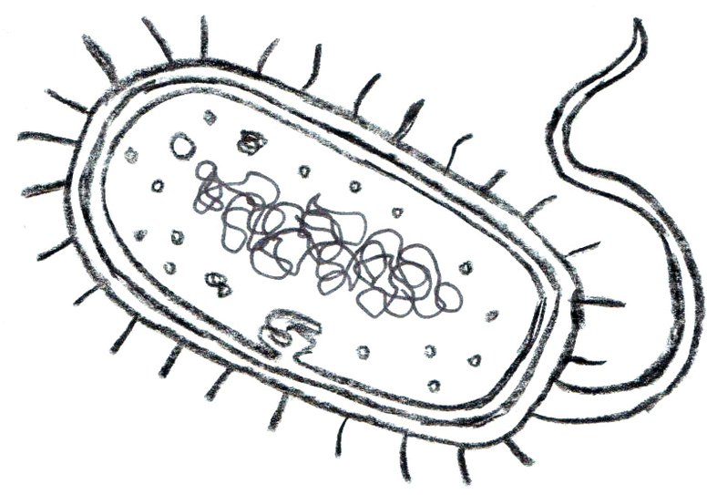 На каком рисунке изображена клетка бактерий. Строение бактериальной клетки 5 класс биология. Бактерии зарисовка. Бактериальная клетка черно белая. Бактерия строение черно белая.